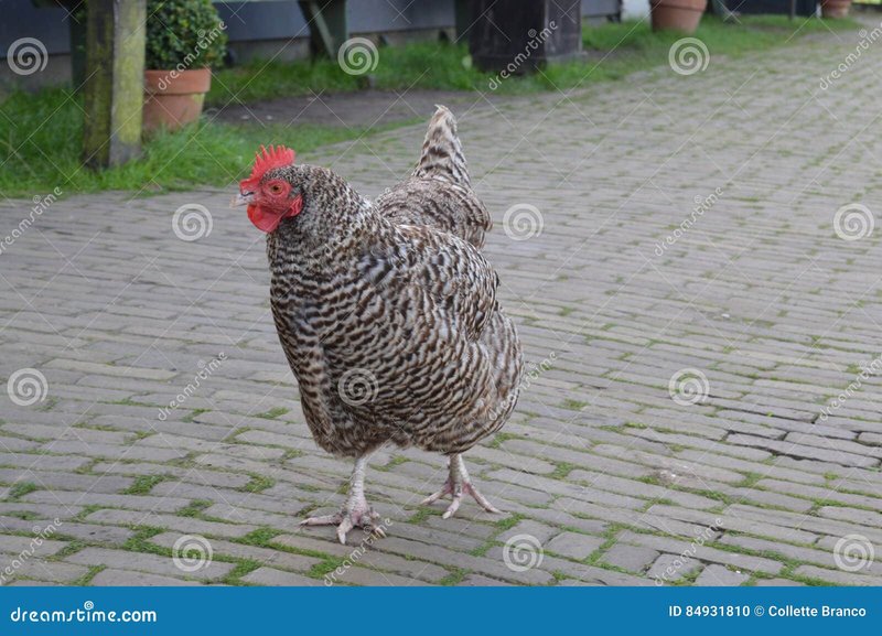 Chicken road casino, chicken road demo